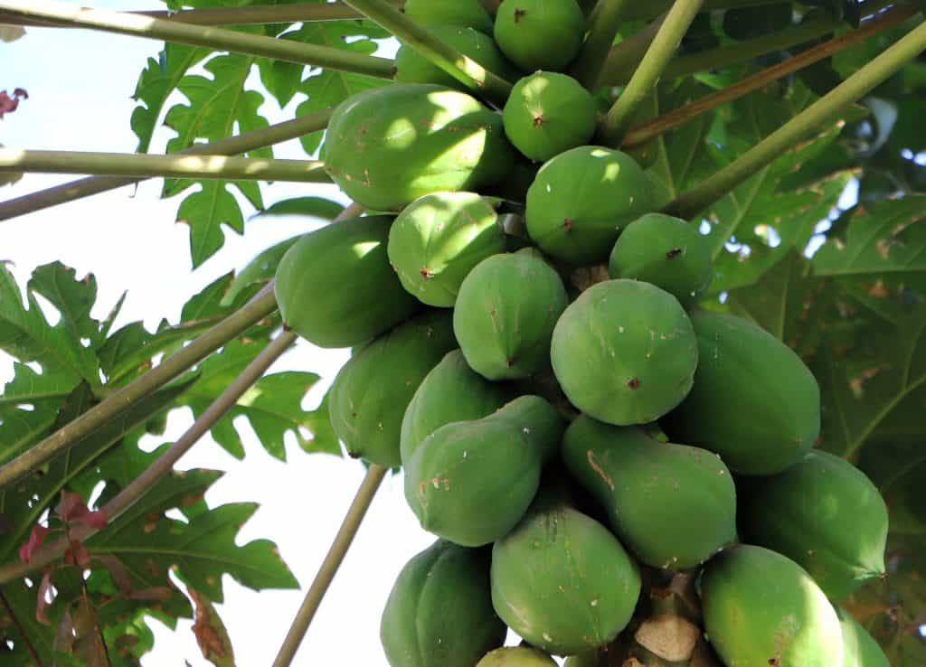 Unripe papaya
