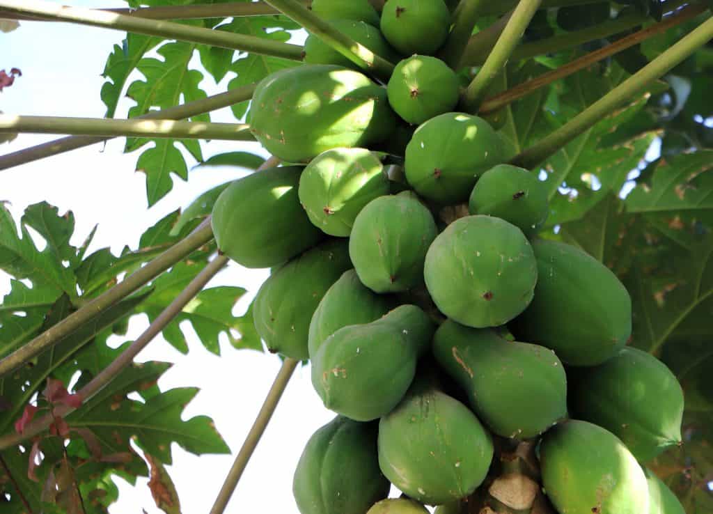 10 Everyday-Foods to Avoid to Protect your Baby in First Trimester Unripe papaya