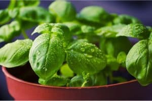 What's great about basil for pregnant women