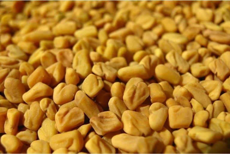 What could possibly be the issue with fenugreek seeds during pregnancy