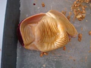 Can organs like chicken gizzard be eaten during pregnancy? Part_of_Chicken_Gizzard