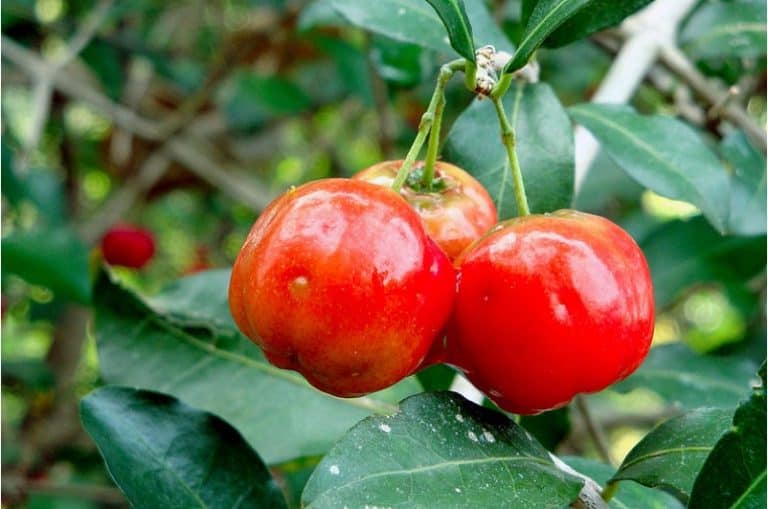 Is it safe to have acerola during pregnancy