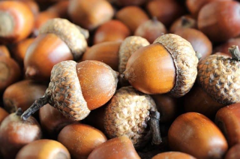 Is it safe to have acorns during pregnancy
