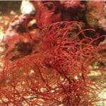 Is agar seaweed a safe choice for pregnant women