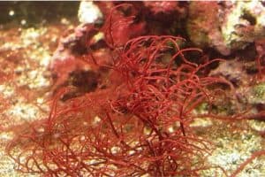 Is agar seaweed a safe choice for pregnant women