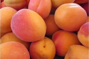 What are the benefits of having apricots during pregnancy