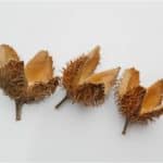 Can I have beechnuts during pregnancy