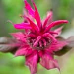 Monarda Didyma