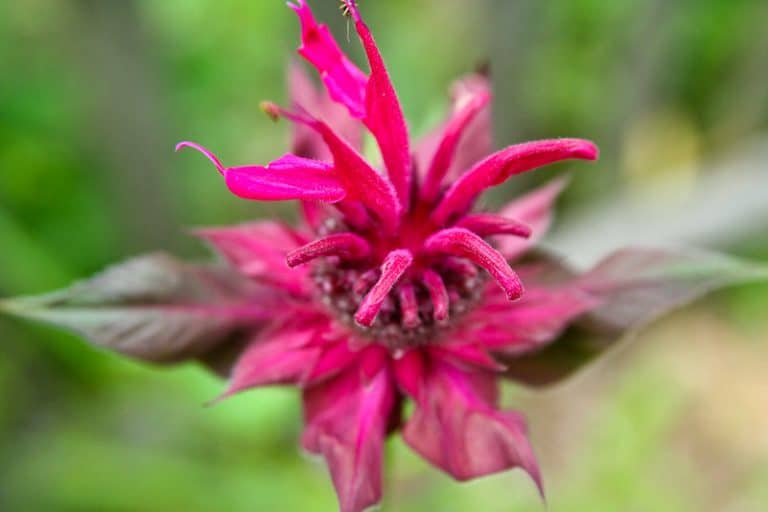 Monarda Didyma