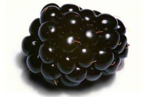 What are the benefits of including blackberries in your pregnancy diet