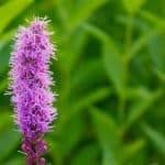 Liatris