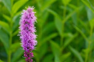 Liatris