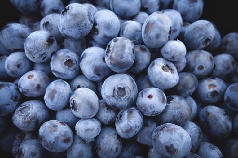 What are the nutritional benefits of having blueberries during pregnancy