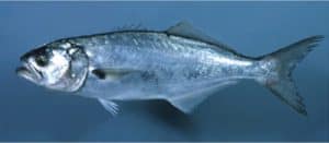 Why should I be careful while eating bluefish during pregnancy