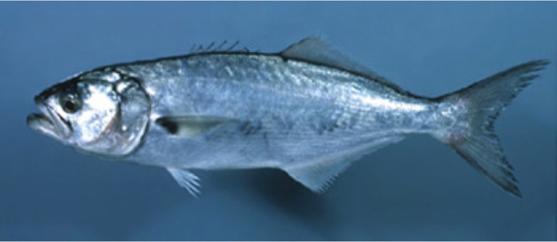bluefish size