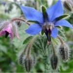 Is there a problem with eating borage during pregnancy