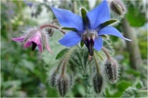 Is there a problem with eating borage during pregnancy