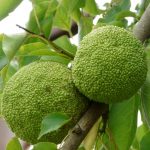 Why should you have breadfruit during pregnancy