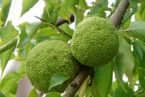 Why should you have breadfruit during pregnancy