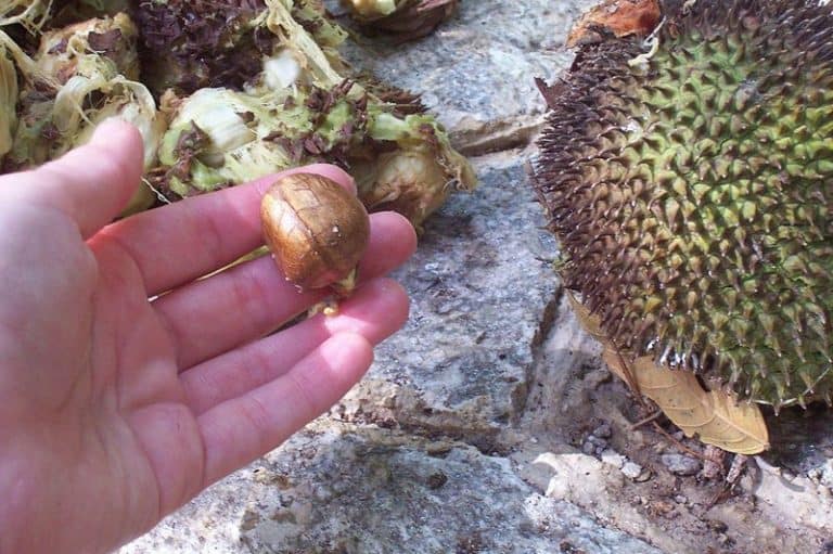 What is the right way to have breadfruit seeds during pregnancy