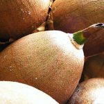 Can pregnant women have breadnut seeds