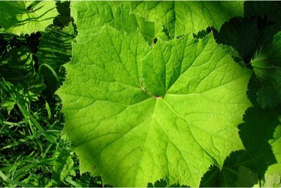 Can I have Butterbur during pregnancy