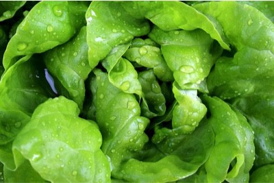 What are the benefits of butterhead lettuce for pregnant women