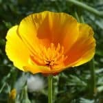 Golden Poppy