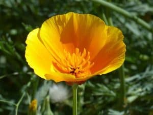 Golden Poppy