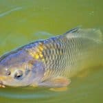 Carp fish is so rich in nutrients. Why should I have it with caution during pregnancy