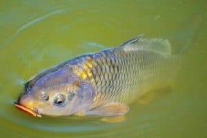 Carp fish is so rich in nutrients. Why should I have it with caution during pregnancy