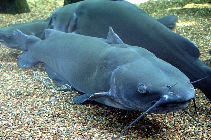 10 Everyday-Foods to Avoid to Protect your Baby in First Trimester Is catfish a good source of nutrients during pregnancy