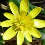 Nipplewort