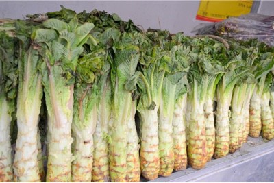 Is it perfectly safe to include celtuce in my pregnancy diet