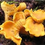 Why should pregnant women be worried about chanterelle mushrooms