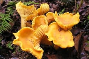 Why should pregnant women be worried about chanterelle mushrooms