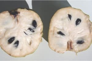 Is it okay to have cherimoya during pregnancy