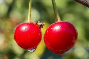 What are the benefits of having cherries sour during pregnancy