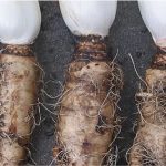 Why shouldn't pregnant women have chicory