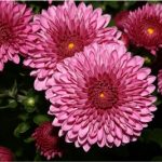 Can I include chrysanthemum in my pregnancy diet