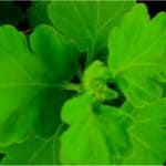 Can pregnant women eat chrysanthemum leaves