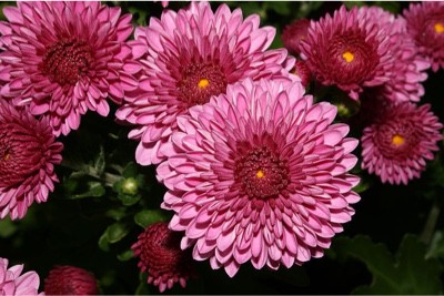 Can I include chrysanthemum in my pregnancy diet