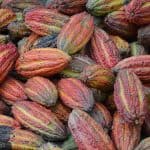cocoa