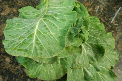 Why are collards good for pregnant women