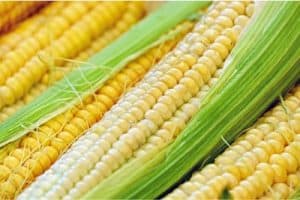 Can I be absolutely sure about including corn in my pregnancy diet