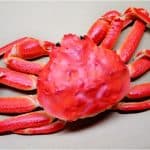 Are there any benefits of having crab during pregnancy