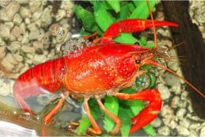 Is crayfish a good choice for pregnant women