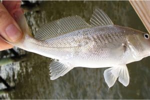 What are the benefits of having croaker fish during pregnancy
