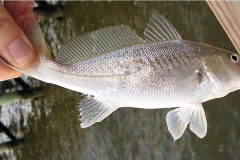 What are the benefits of having croaker fish during pregnancy