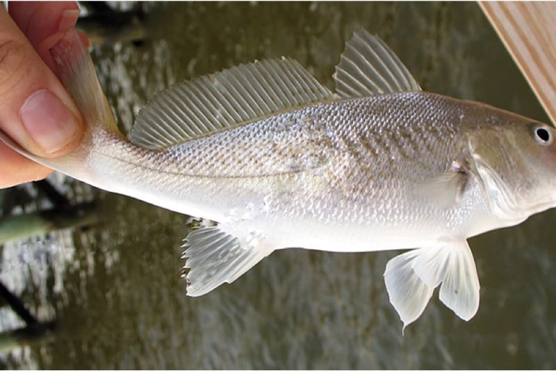 What are the benefits of having croaker fish during pregnancy